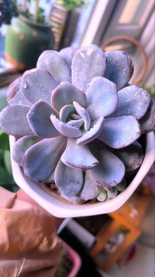来吧,炫起来 #多肉植物  #爱生活爱养花  #治愈生活的糖