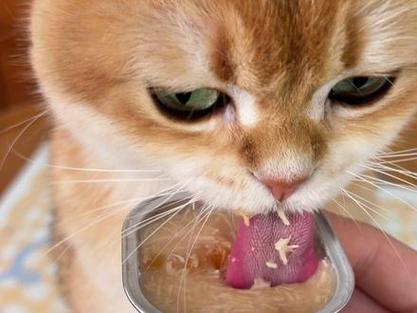 关键家里的猫咪嘎嘎爱炫～养猫人赶紧冲!