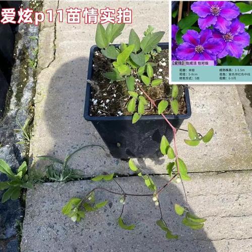 铁线莲炫爱盆栽中苗爬藤植物庭院耐寒花卉阳台四季攀援盆栽爬墙